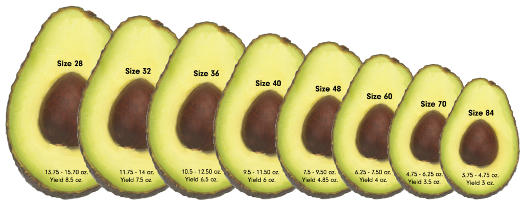 Avocado Sizing Index Fresh