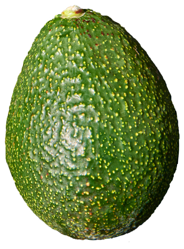 hass avocado
