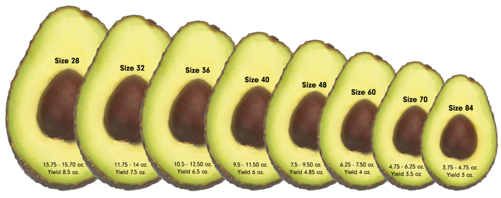 Avocado Sizes 2016