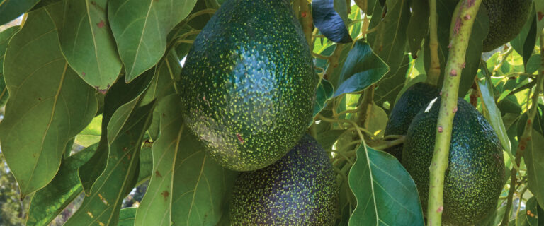 Index Fresh 2024 GEM Avocado Programs are Ready for Retail