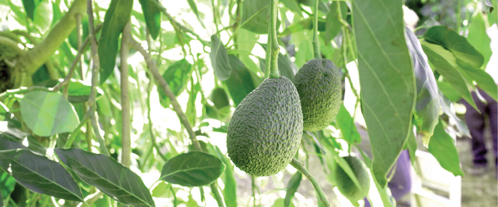 Ask The Agronomist