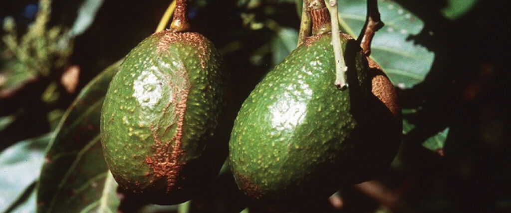 Tips For Avocado Thrips: This Year’s Crop Damage Is Worst Since 1990s
