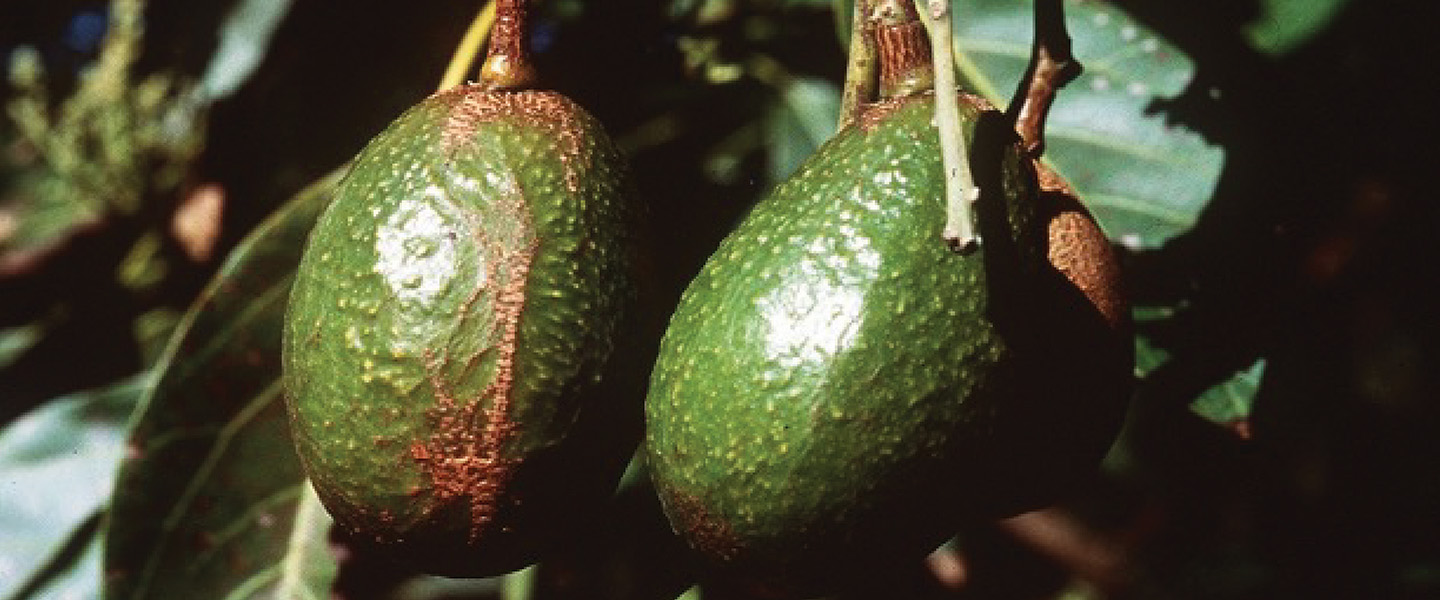 Tips For Avocado Thrips: This Year’s Crop Damage Is Worst Since 1990s