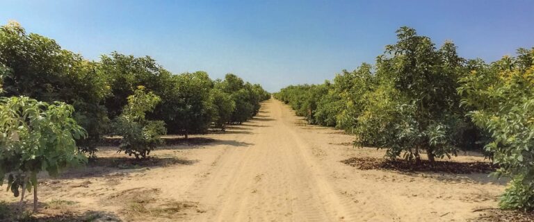 Index Fresh Peruvian Avocado Programs Offer Attractive Fixed Pricing throughout Summer
