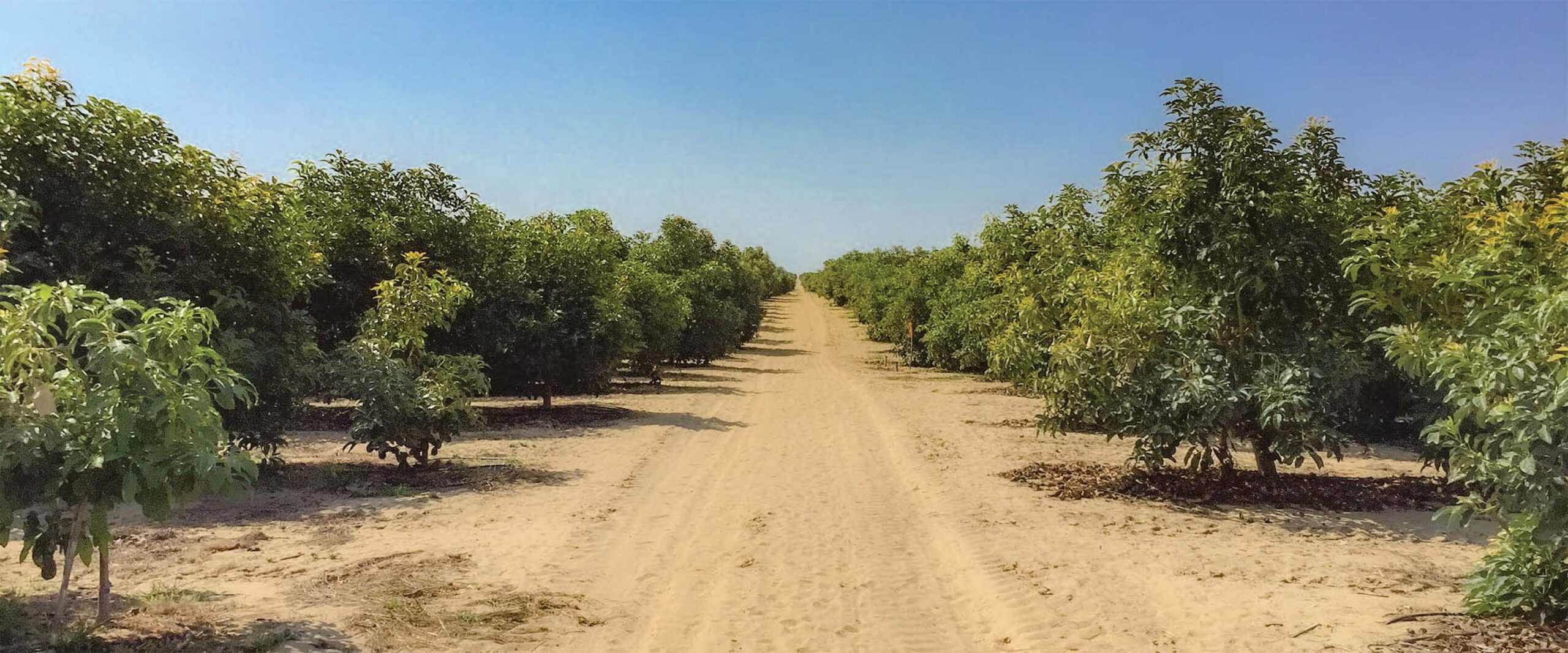 Index Fresh Peruvian Avocado Programs Offer Attractive Fixed Pricing throughout Summer