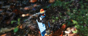 Sprinkler in orchard