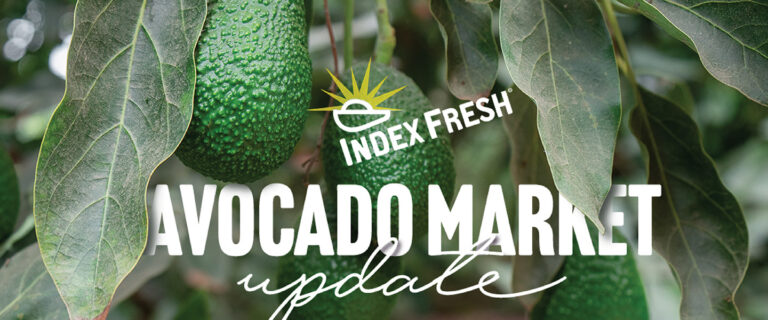 Avocado Market Update
