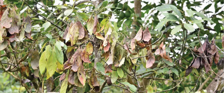 Orondis: A Powerful Tool In The Fight Against Root Rot