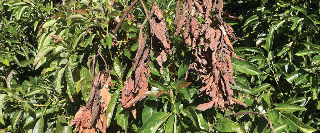 Winter Cultural Tips For Avocado Trees