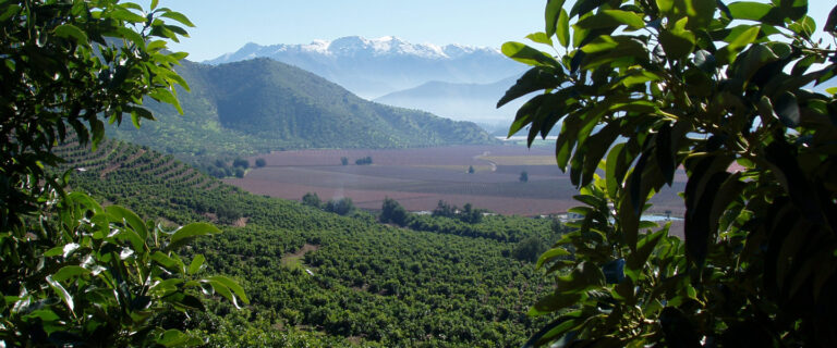 Avocado supply continues to diversify globally