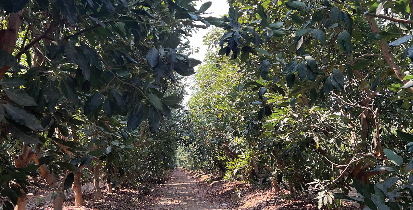 Peru Orchard