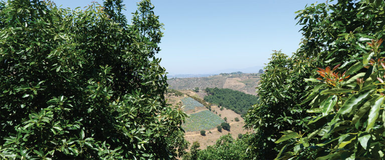 Avocado Orchard Spring Transition 