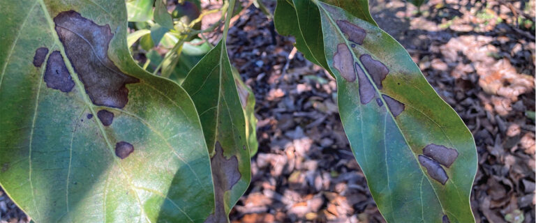Look Out for Lace Bugs! 