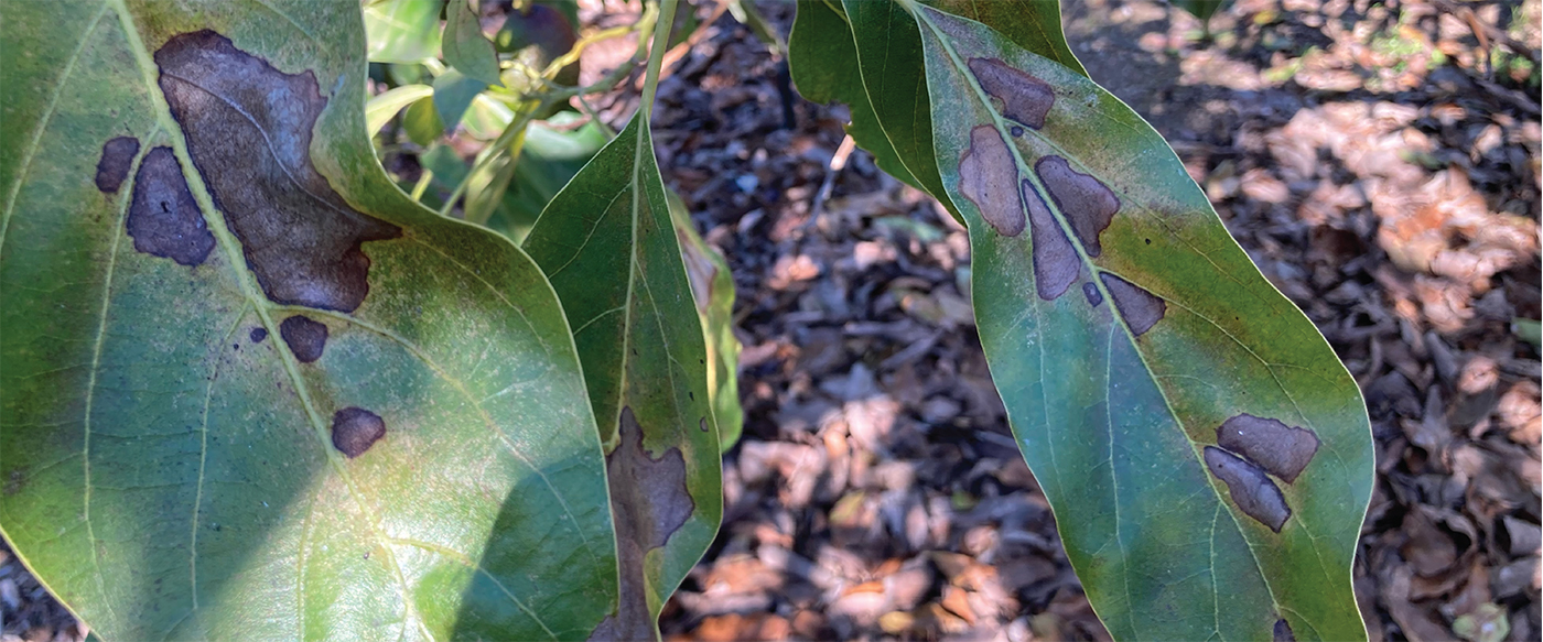 Look Out for Lace Bugs! 
