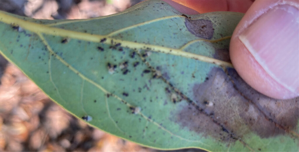 Lace Bugs