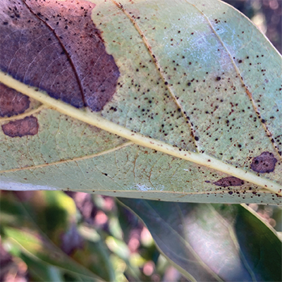 Lace Bugs