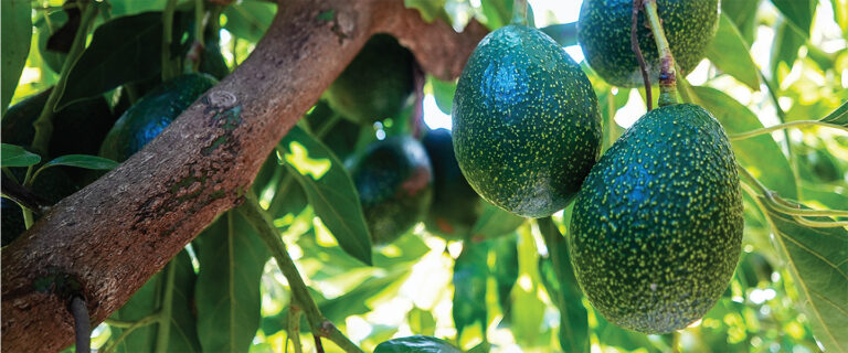 Index Fresh Launches California Crema™ Gem Avocados
