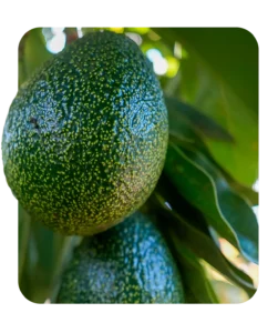 Avocado on tree