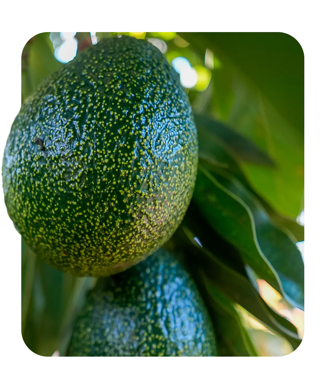 Avocado on tree
