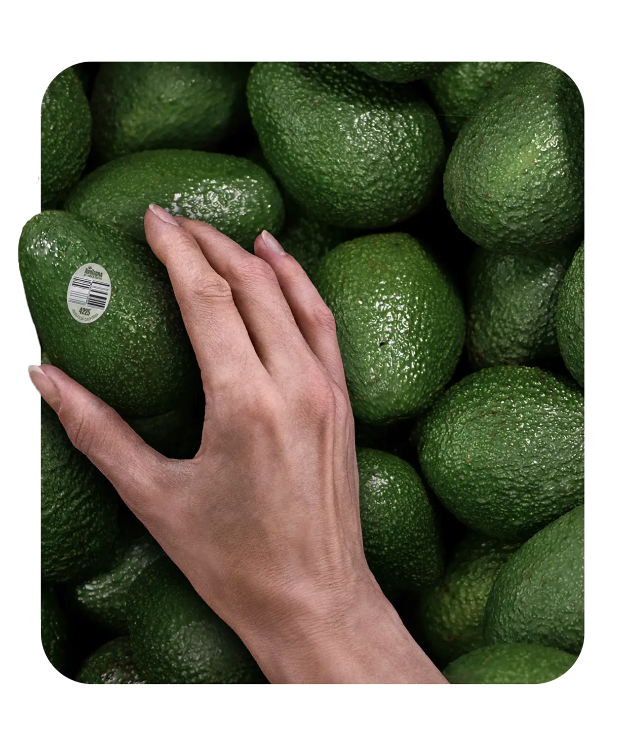 A hand grabbing some avocados from a pile