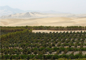 Peru growing region
