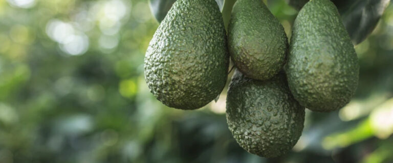California readies for robust avocado crop