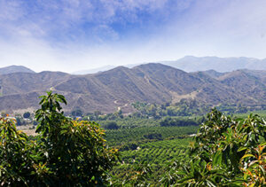 California Orchard
