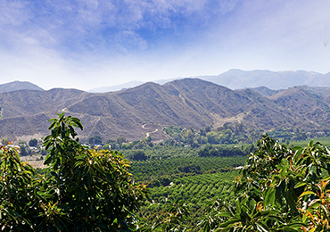 California Orchard