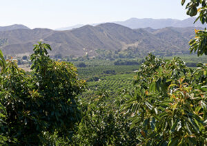 California