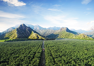 Peru Orchard