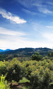 Guatemala Orchard