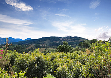Guatemala Orchard
