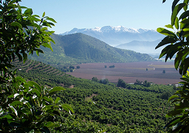 Chile Orchard