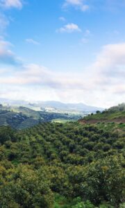 Colombia Orchard