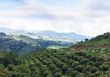 Colombia Orchard