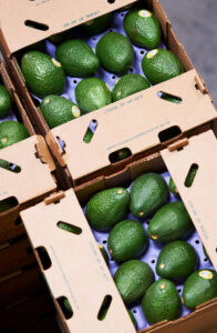 Avocados in box