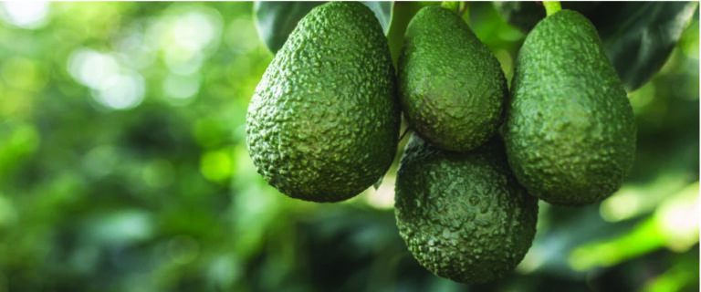 Seize Summer Sales with Peak California Avocado Supply