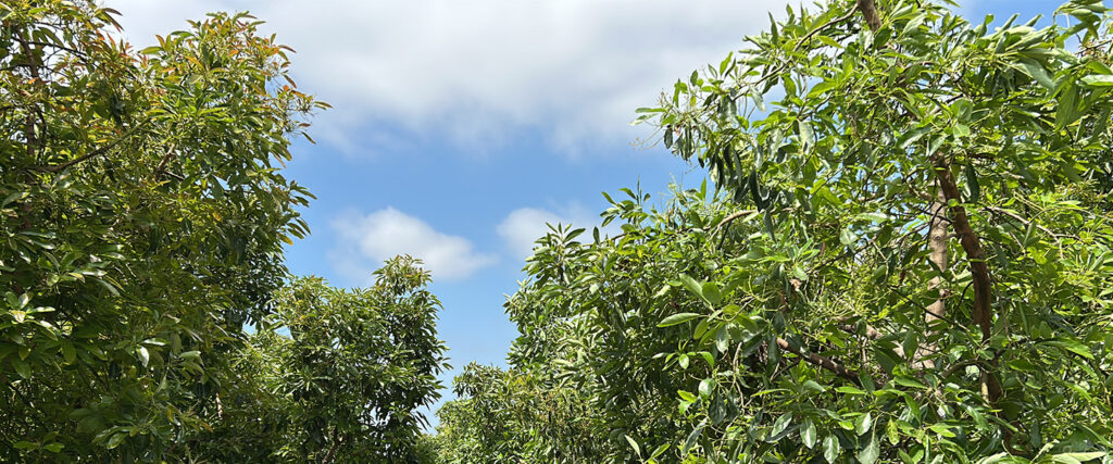 Summer 2025: Key Avocado Cultural Tips from Gather & Grow