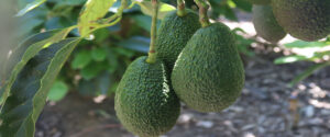 Avocado banner