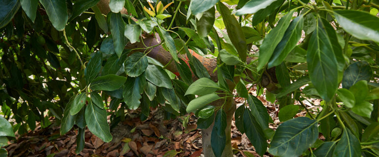 Fall Leaf & Soil Testing for Healthy Avocado Crops 