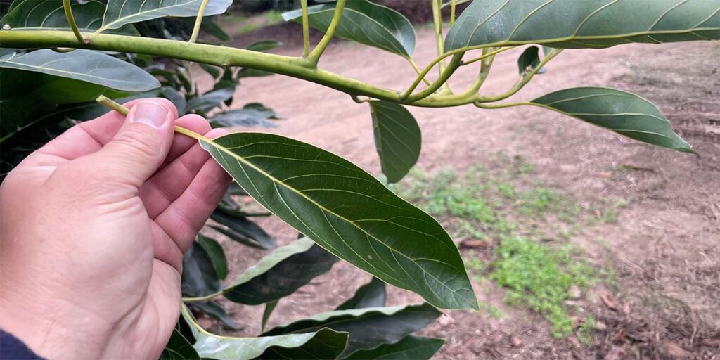 Avocado leaf analysis